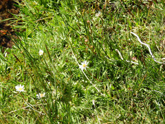 Erigeron patagonicus