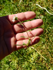 Erigeron patagonicus