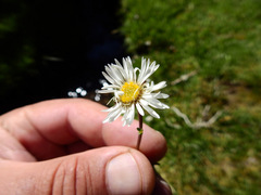 Erigeron patagonicus