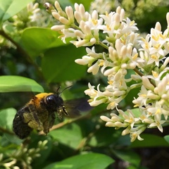 Xylocopa appendiculata appendiculata