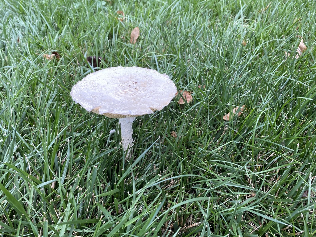 Saproamanita from England St, Overland Park, KS, US on August 6, 2023 ...