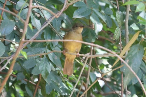 Little Greenbul (Eurillas virens), photo 4