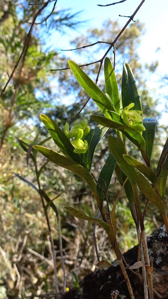 Epidendrum chlorinum Barb.Rodr. 4