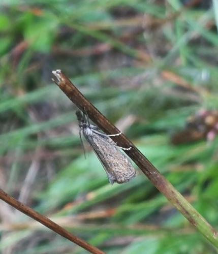 trávovec lipnicový (Platytes cerussella)
