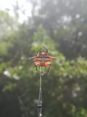Gasteracantha sanguinolenta