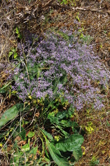Limonium platyphyllum