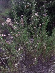 Ericameria ericoides