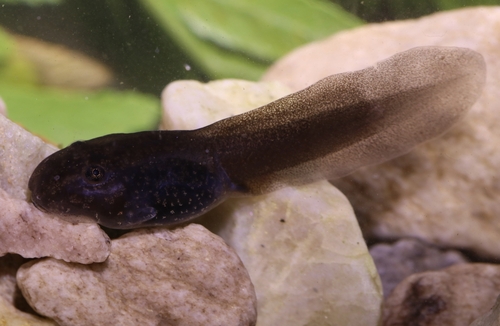 Van Dijk's River Frog, Amietia vandijki