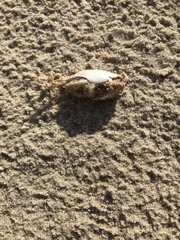 Emerita brasiliensis