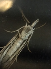 Lepidoptera