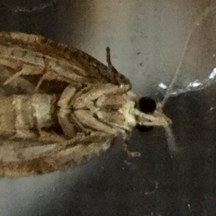 Lepidoptera