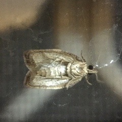 Lepidoptera