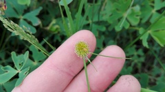 Cyperus erectus
