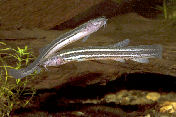 Weatherfish