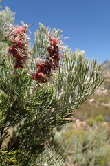 Paranomus tomentosus