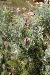 Paranomus tomentosus