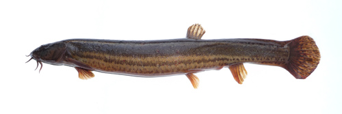 European Weatherfish