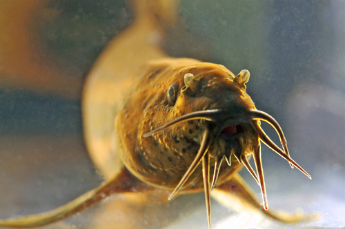 European Weatherfish