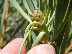 Protea acuminata