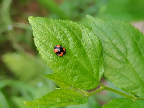 Six-spotted Zigzag Ladybird