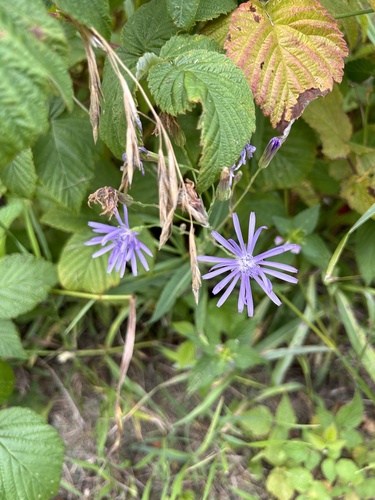 common blue lettuce