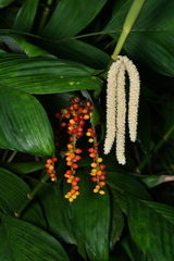 Areca