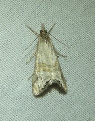 Euchromius californicalis