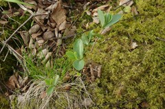 Hylotelephium telephium