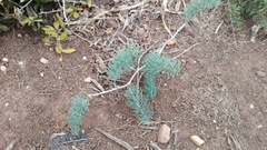 Asparagus crassicladus