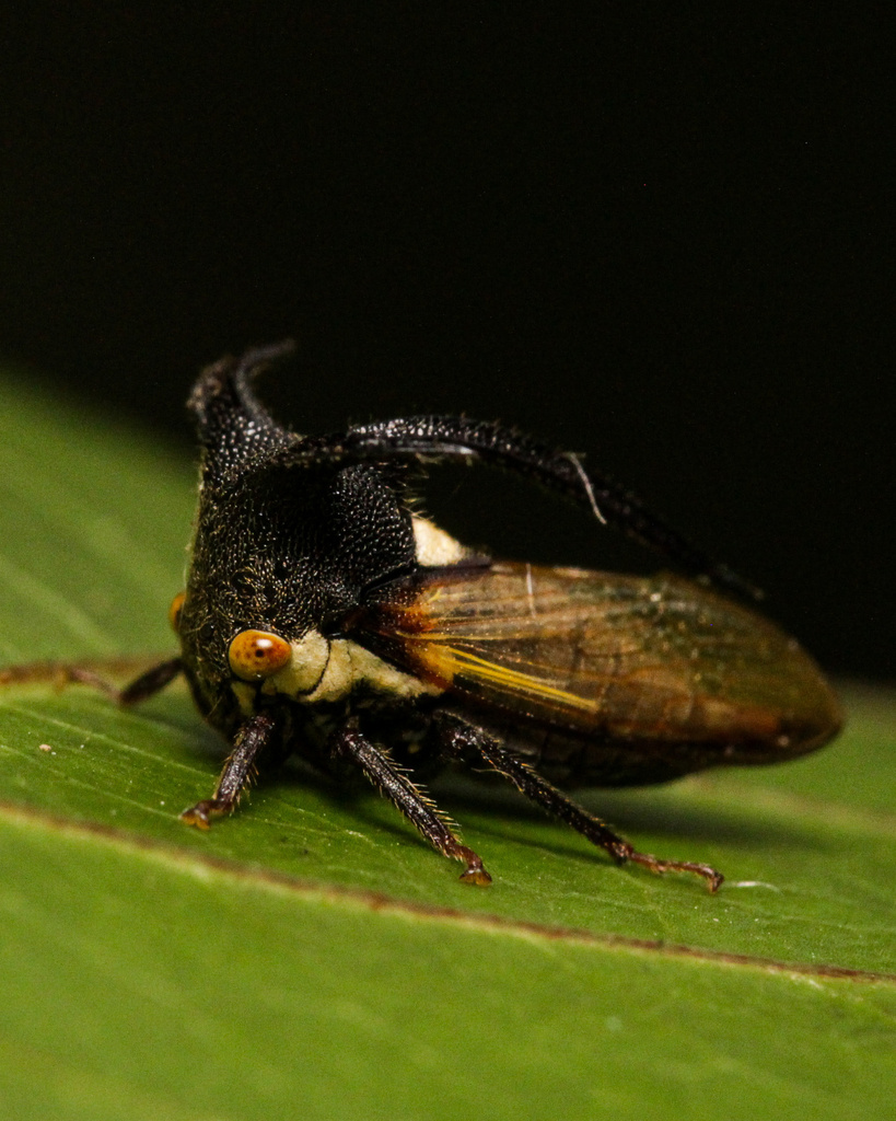 Leptocentrus taurus
