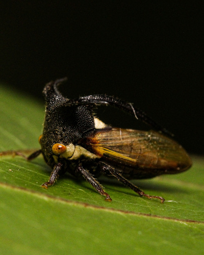 Leptocentrus taurus