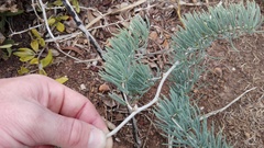 Asparagus crassicladus