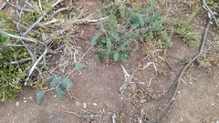 Asparagus crassicladus