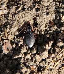 Platynus scrobiculatus