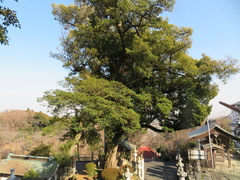 Podocarpus macrophyllus