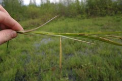 Carex paleacea