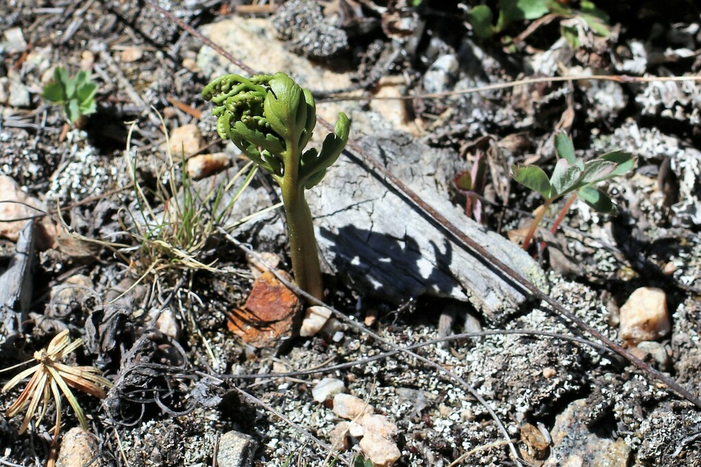 Botrychium rubellum from Clear Creek County, CO, USA on July 11, 2023 ...