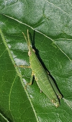 Tagasta marginella
