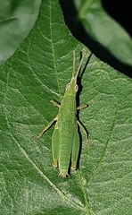 Tagasta marginella