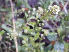 Lepidium virginicum