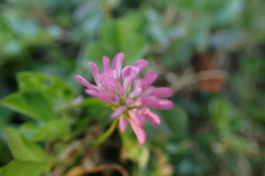 Trifolium resupinatum