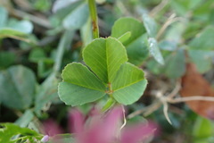 Trifolium resupinatum