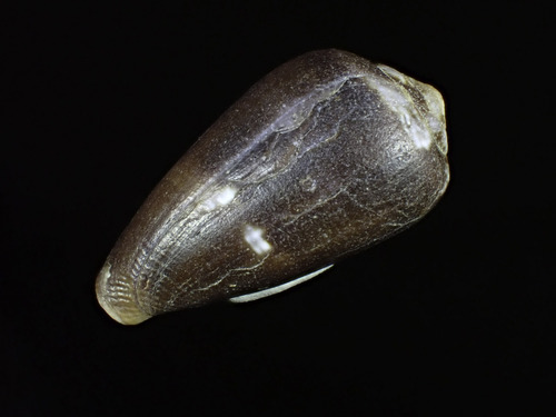 Conus tinianus observed 2023-07-13