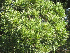 Podocarpus macrophyllus