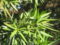 Podocarpus macrophyllus