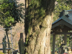 Podocarpus macrophyllus