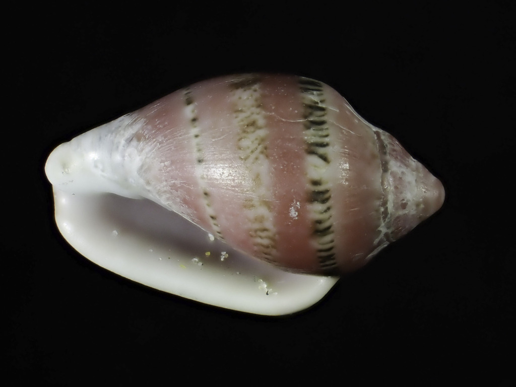 Marginella ornata