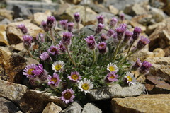 Erigeron denalii