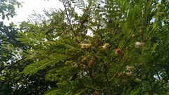 Dichrostachys