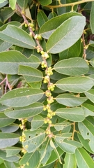 Bridelia pervilleana